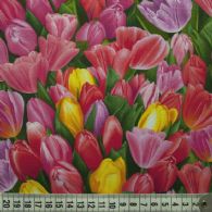Pink tulipaner