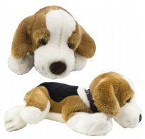 Beagle, 31 cm