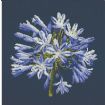 Vis produktside for: Agapanthus