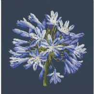 Agapanthus