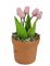 Lyserøde tulipaner i potte