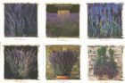 Vis produktside for: Lavendel kort - Fotodesigns