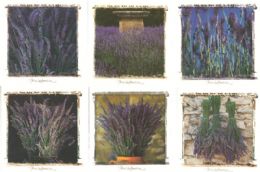 Lavendel kort - Fotodesigns
