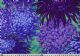 Japanese Chrysanthemum - PJ041-Purple