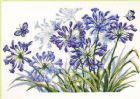 Vis produktside for: Agapanthus og sommerfugle