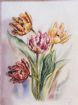 Vis produktside for: Tulipaner