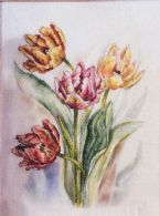 Tulipaner