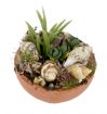 Vis produktside for: Beplantning med konkylier