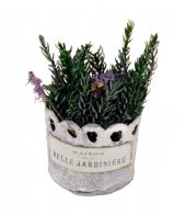 "Dåse" med lavendler