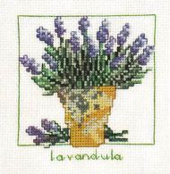 Lavandula