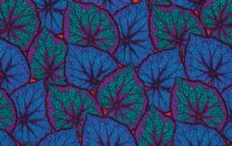 Begonia-leaves - PJ018-Cobal