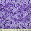 Vis produktside for: Små blålilla blomsterhoveder 
