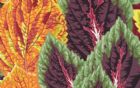 Vis produktside for: Begonia Columns - PJ44-Contrast